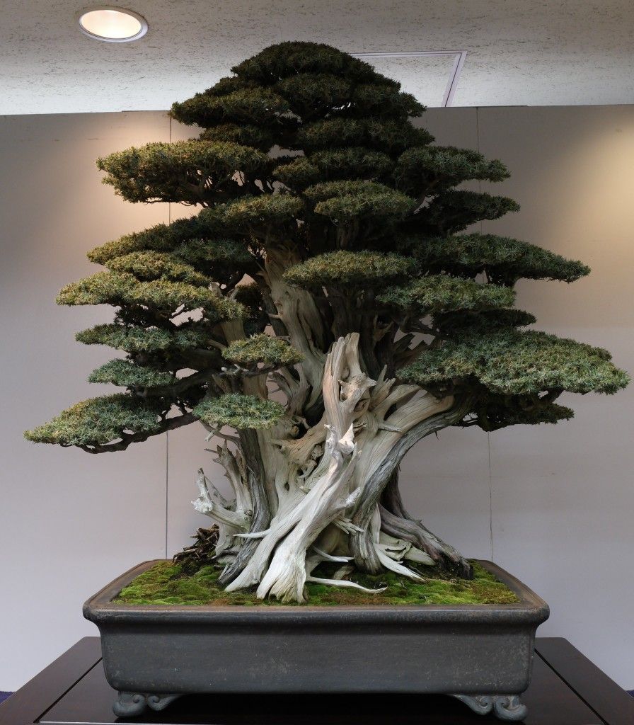 Bonsai as Medicine: Why the Therapeutic Dimension of Our Art Deserves More Than a Footnote