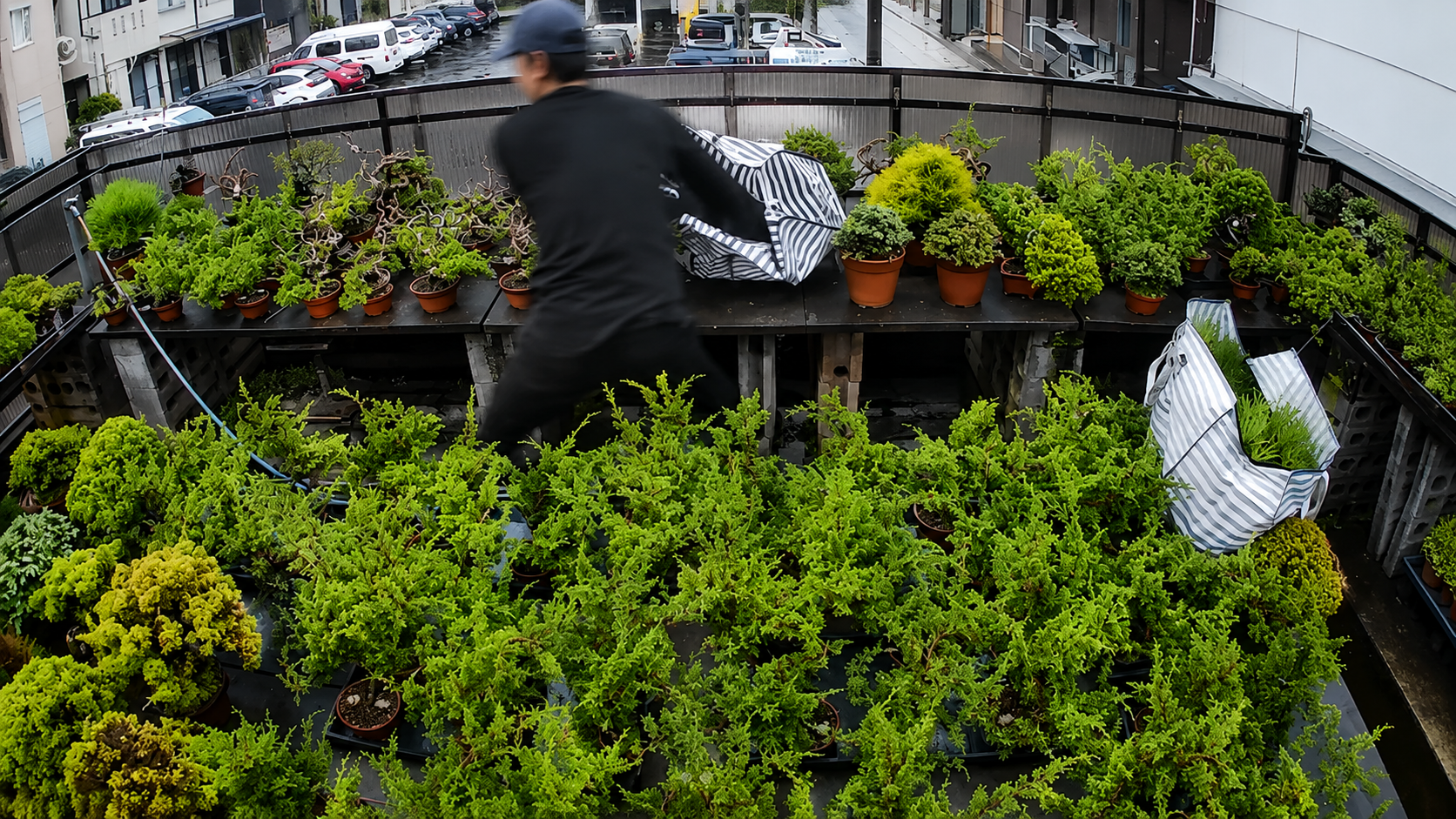 Your Bonsai Is a Target: What the Yamato Thefts Should Force Every Collector to Confront