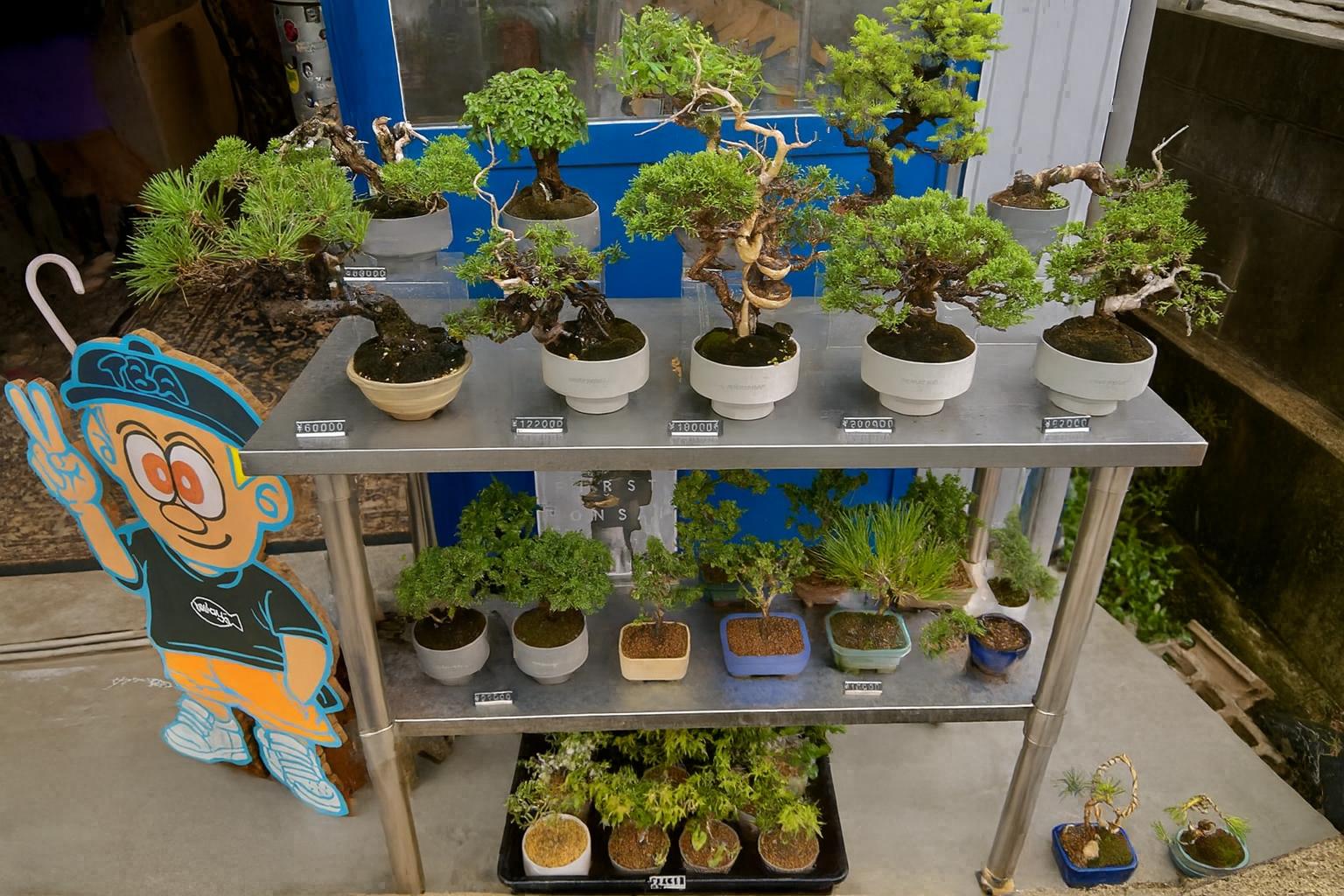 Why Bonsai Belongs in the Boutique: The Case for Curated Retail as a Gateway to the Craft