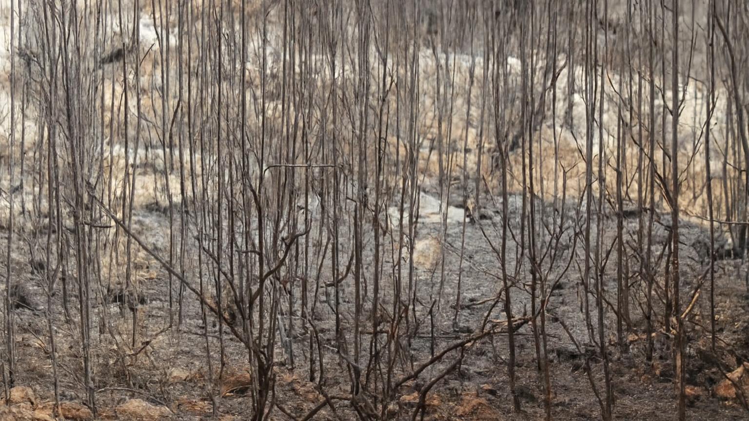 From Ash to Bonsai: What the Ayalon Canada Park Olive Rescue Teaches Us About Working With Fire-Damaged Trees