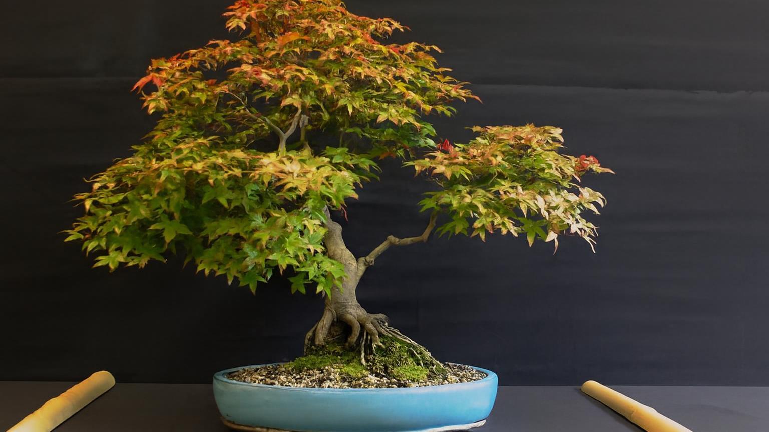 Why Local Club Shows Are the Most Underrated Force in British Bonsai