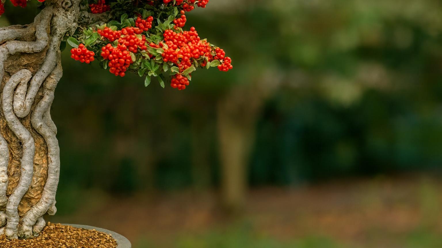 Why Autumn Exhibitions Are the Most Underrated Learning Opportunity in Bonsai